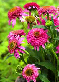 Echinacea 'Piccolino'